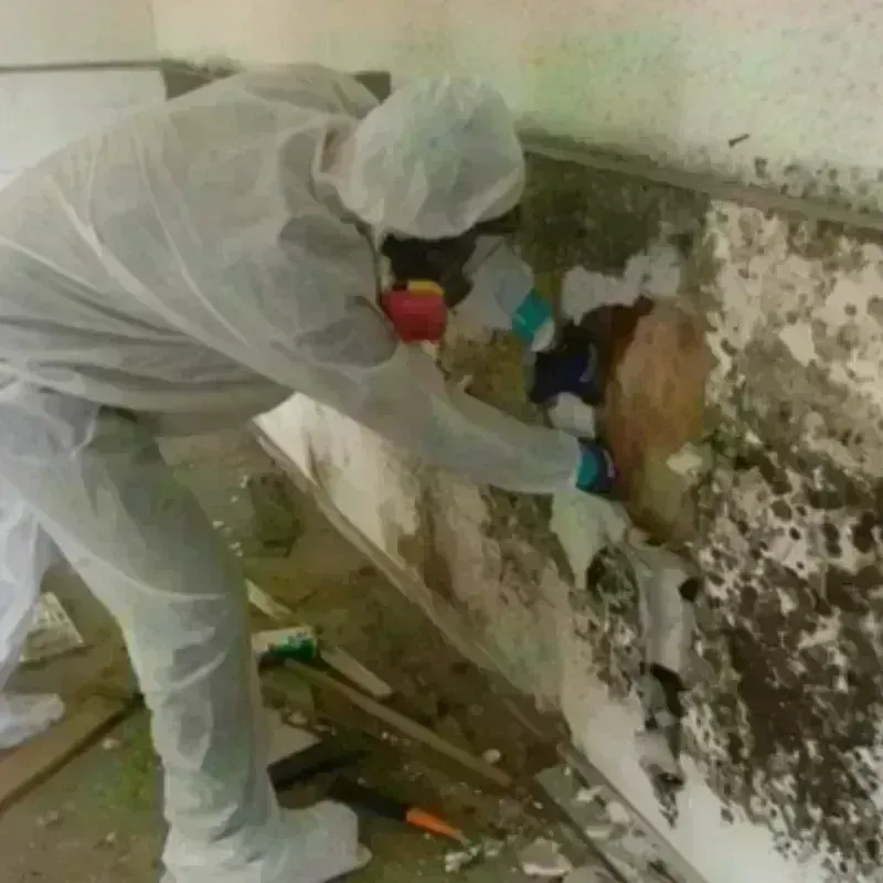 Mold Remediation and Removal in Morgan, GA